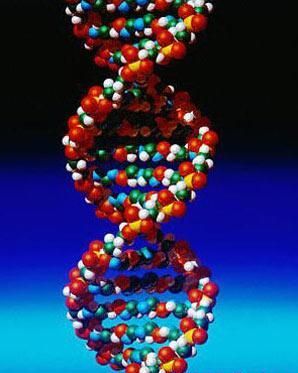 DNK-4