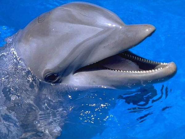ulybajushhijsja-delfin