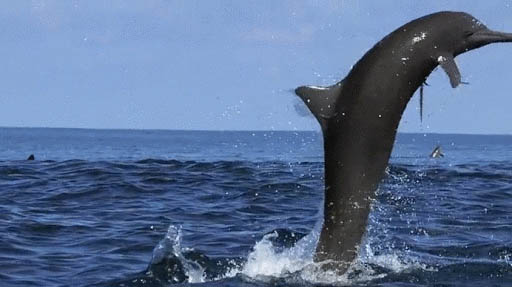 delfinij-tanec